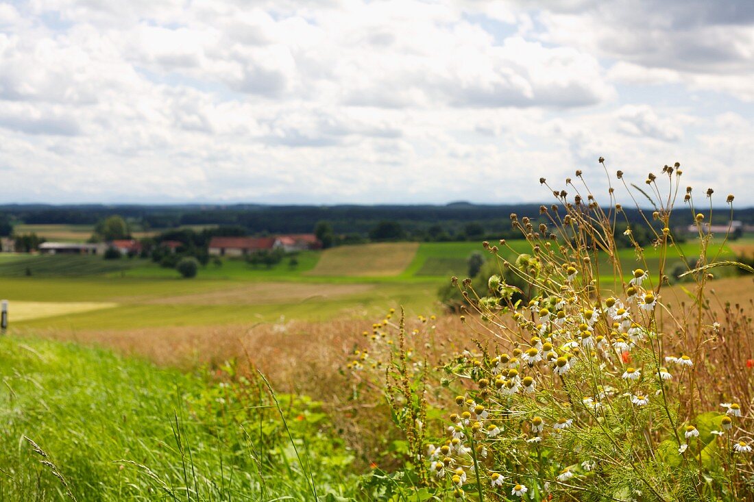 A landscape with flowering camomile