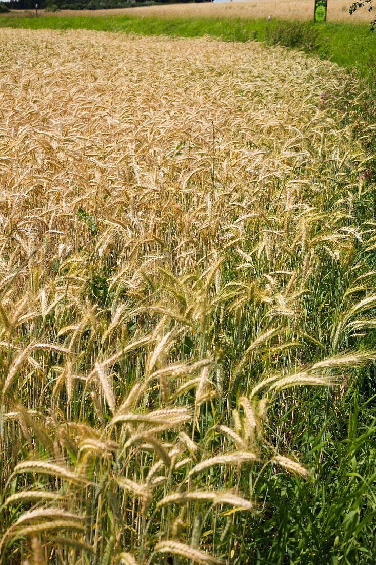 Wheat field