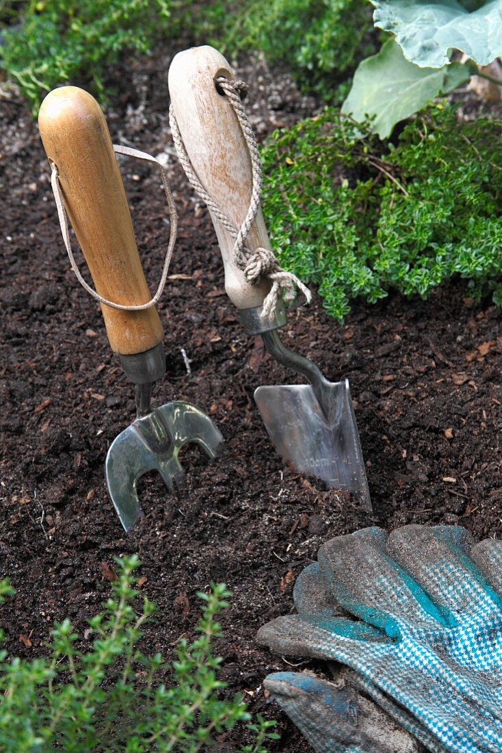 Garden tools and a gardening gloves in a bed of herbs