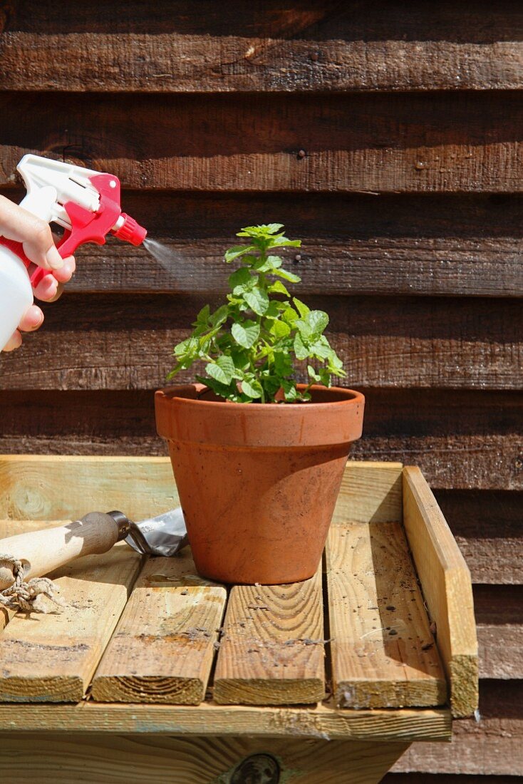 Mint in a flower pot being sprayed with water