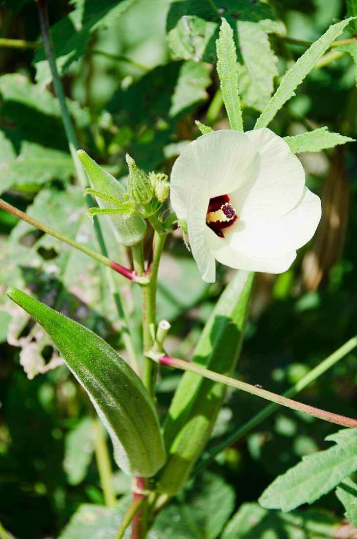 A flower on an okra plant