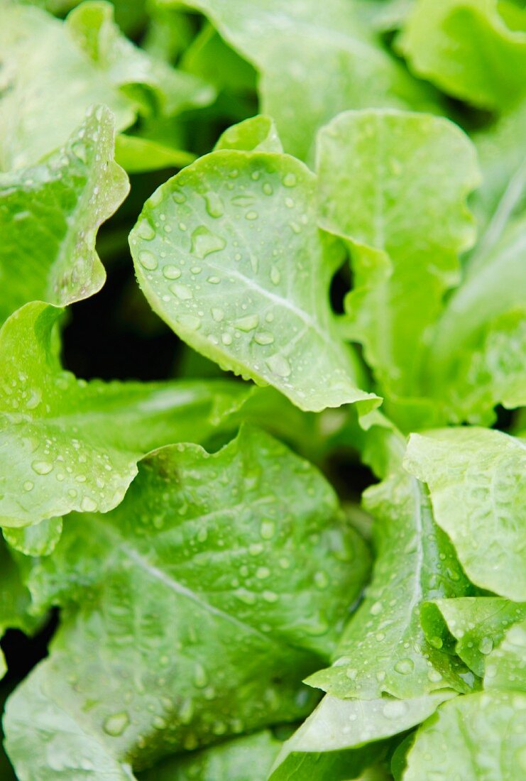 Salatpflanzen mit Wassertropfen (Close Up)