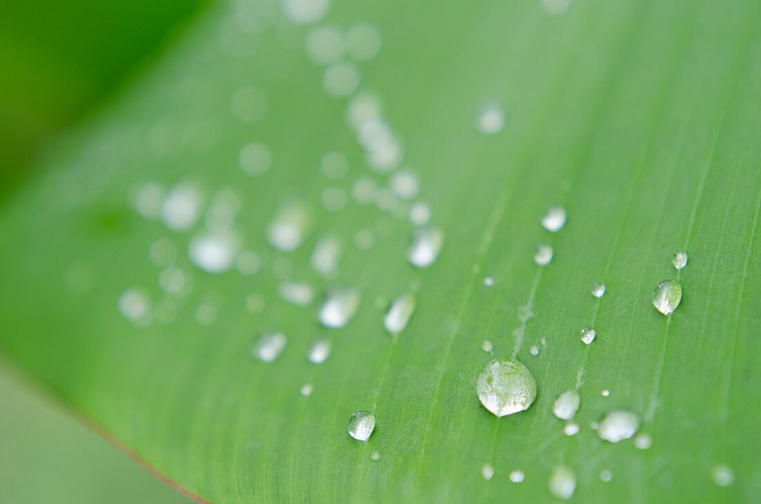 Droplets of water on a leaf