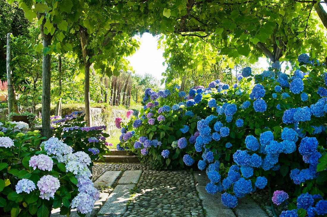 Hydrangea bushes on terrace with climber-covered pergola in Mediterranean garden