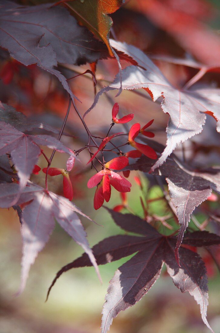 Japanese maple