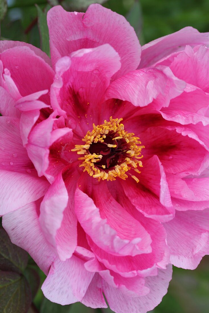 Pink tree peony