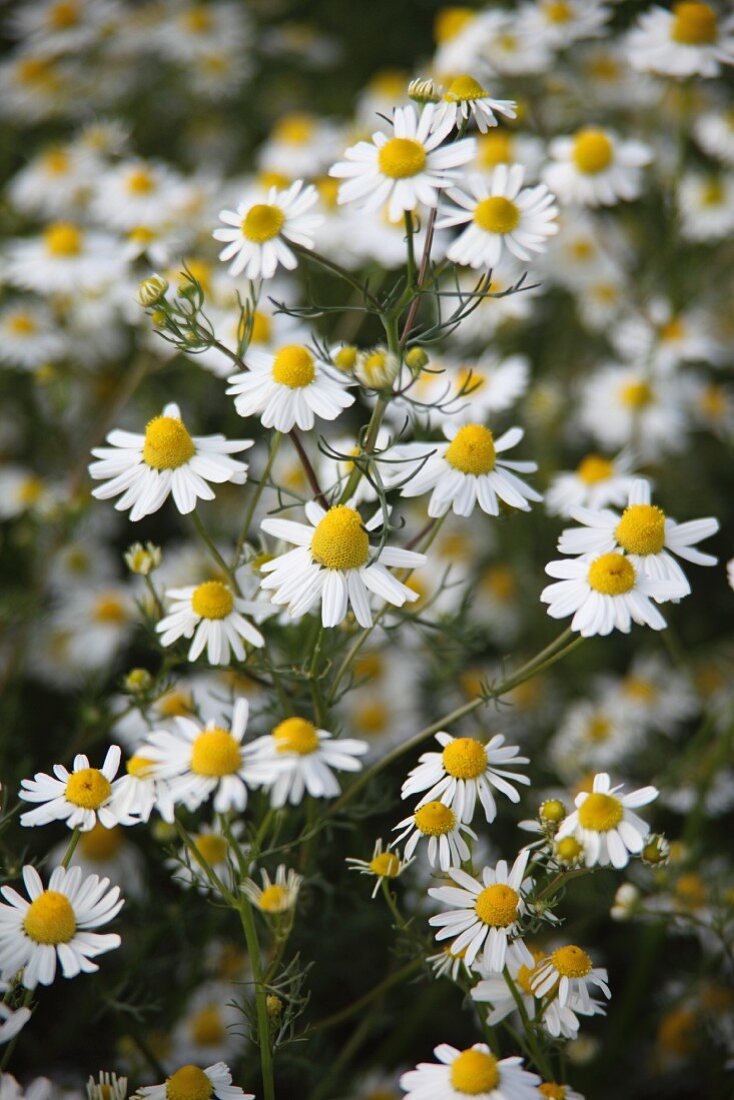 Blooming chamomile