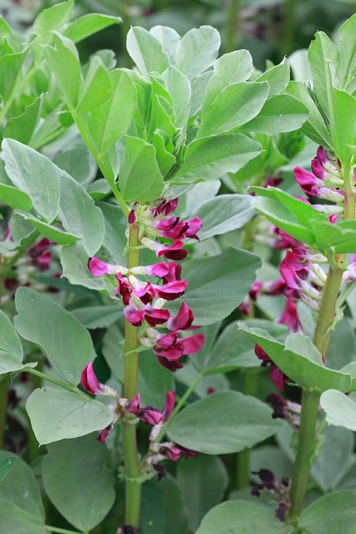 Fava bean plants with flowers