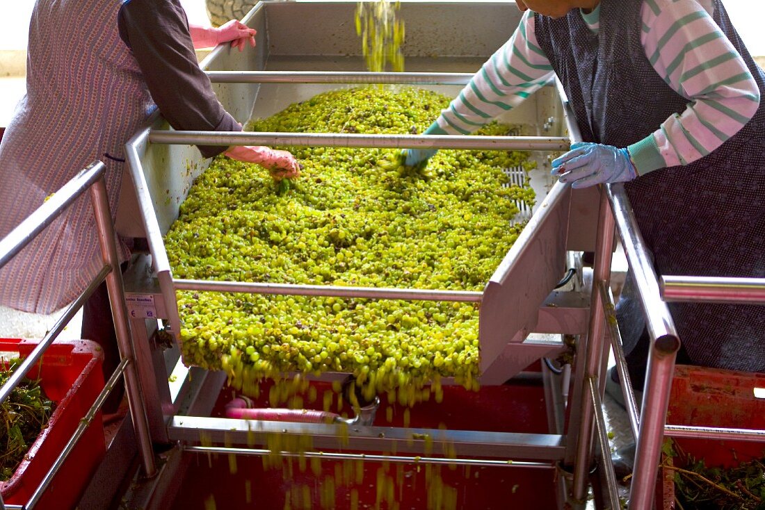 Erntearbeiterinnen beim Weintrauben sortieren