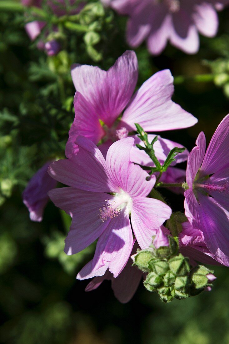 Lilac hibiscus flowers