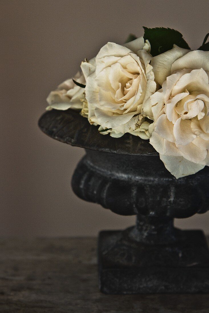 weiße Rosen in antikem Pflanzengefäss aus Stein