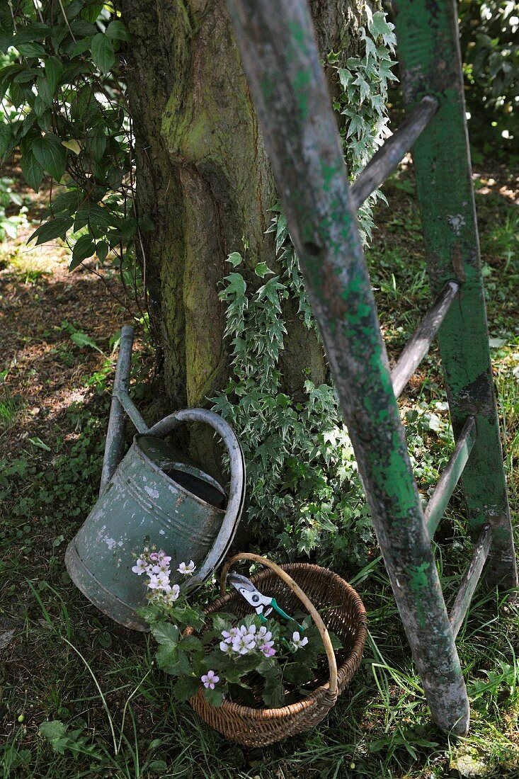 Giesskanne und Korb neben Leiter unter dem Baum