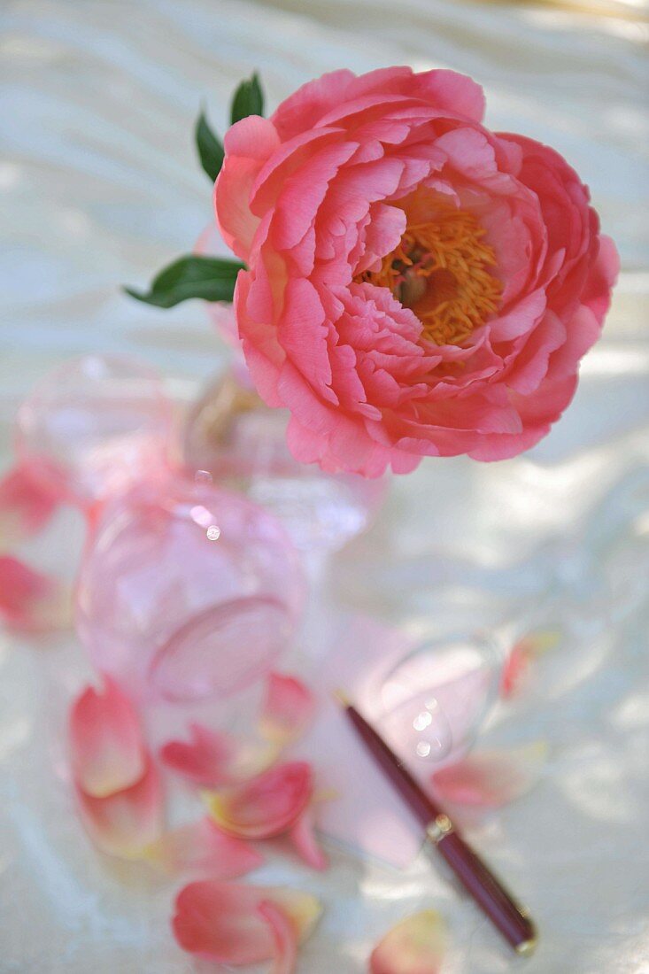 Pink rose in vase and scattered petals on table