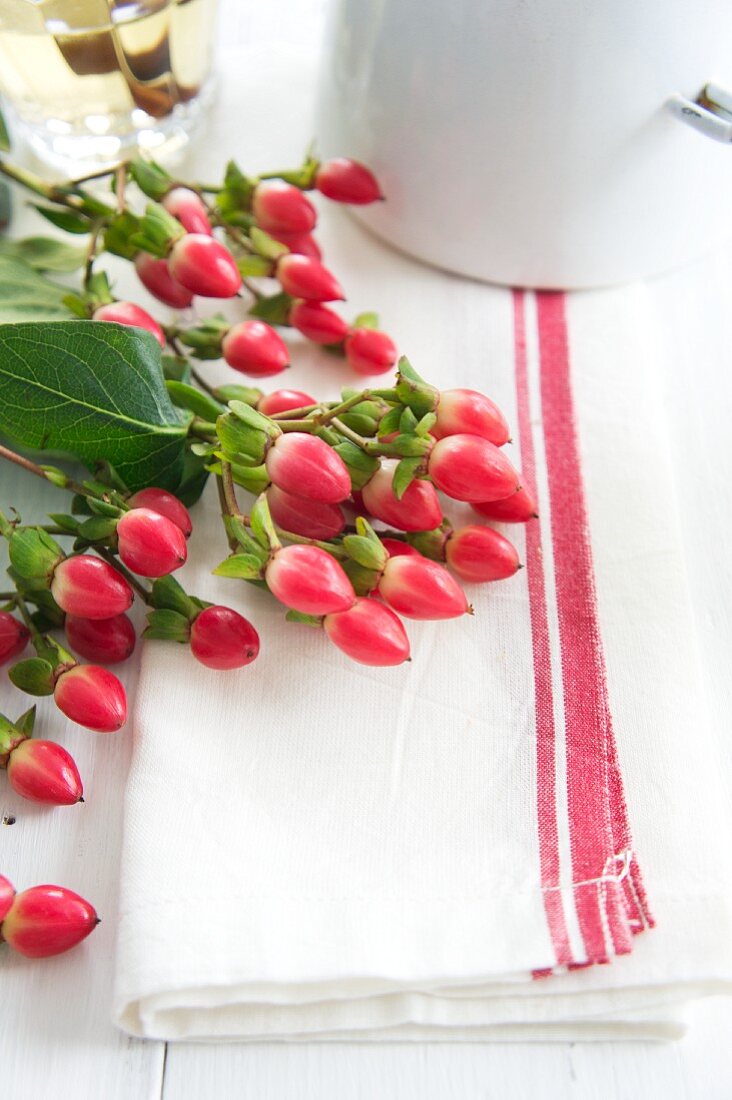 St. John's wort berries