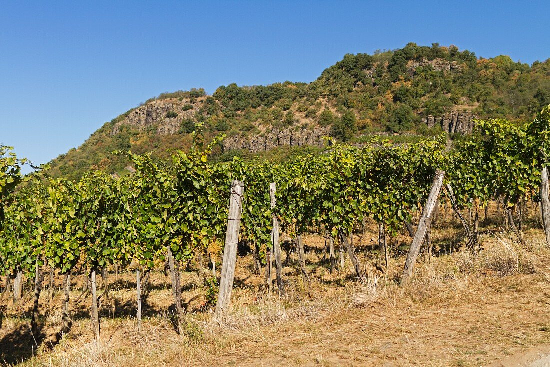 Vineyard in Somlóhegy, Veszprém region, Hungary