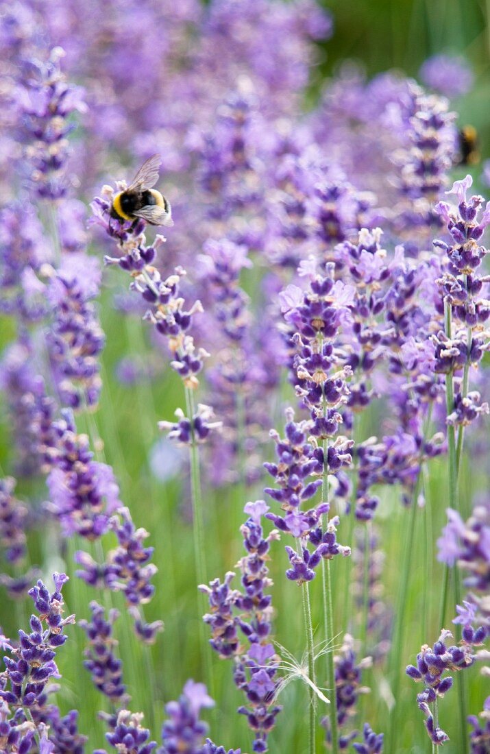 Bumblebee on flowering lavender