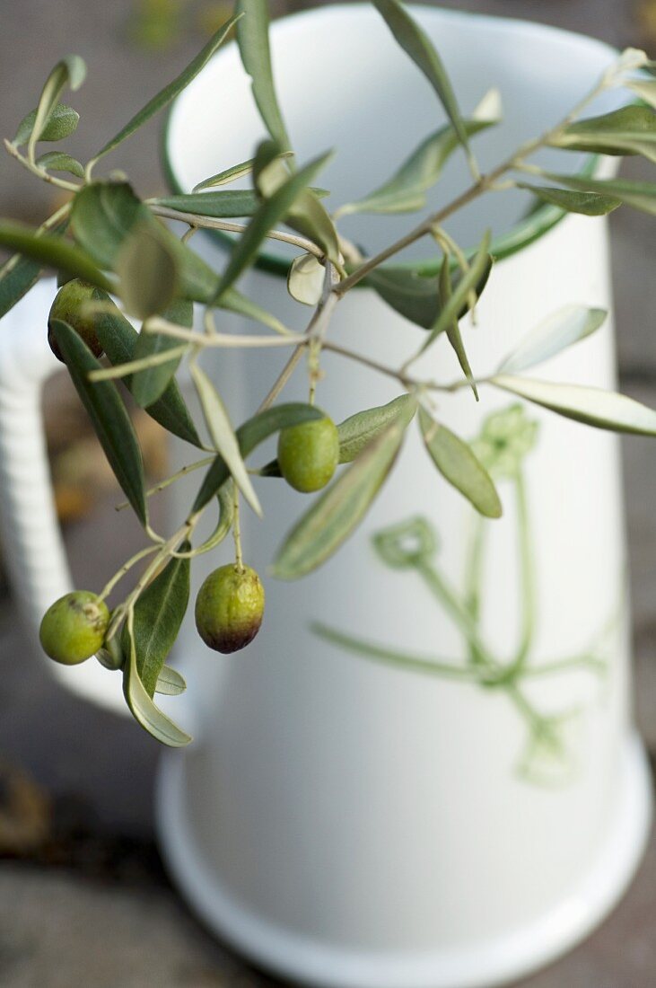 Olive branch in jug