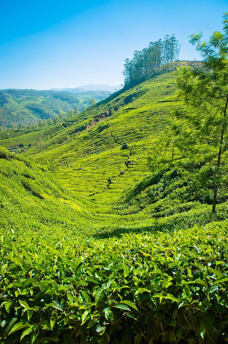 Teeplantage in Munnar, Kerala, Indien