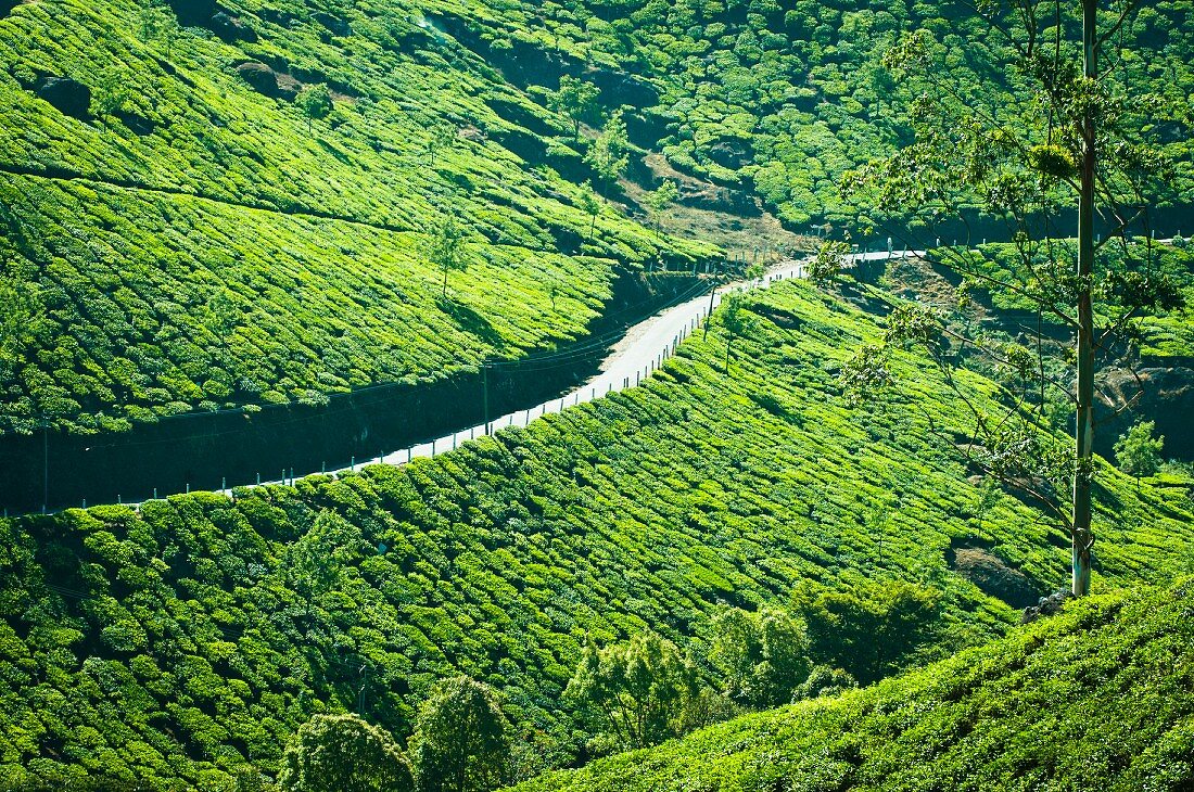 A path through a tea plantation in Munnar, Kerala, India