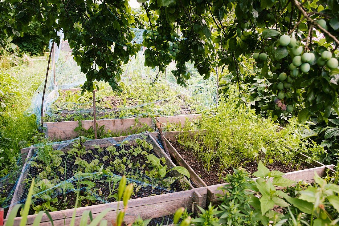 Gemüsebeete, teilweise mit Netzen abgedeckt, im Garten