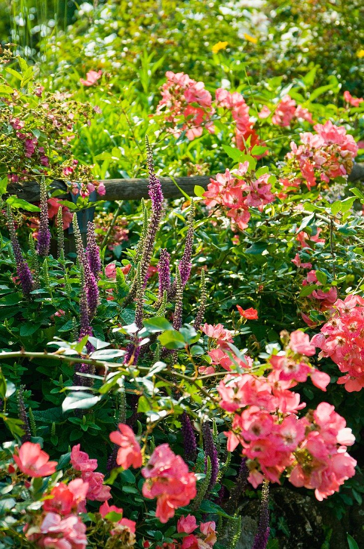 Lachsfarbene Rosen (Douceur Normande) und Kaukasus Gamander (Teucrium hircanicum) im Garten