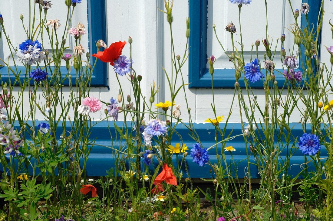 Blühende Blumen im Vorgarten