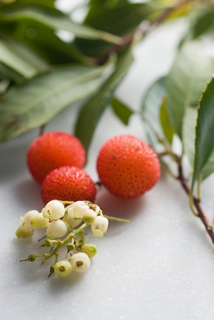 Früchte des Erdbeerbaums