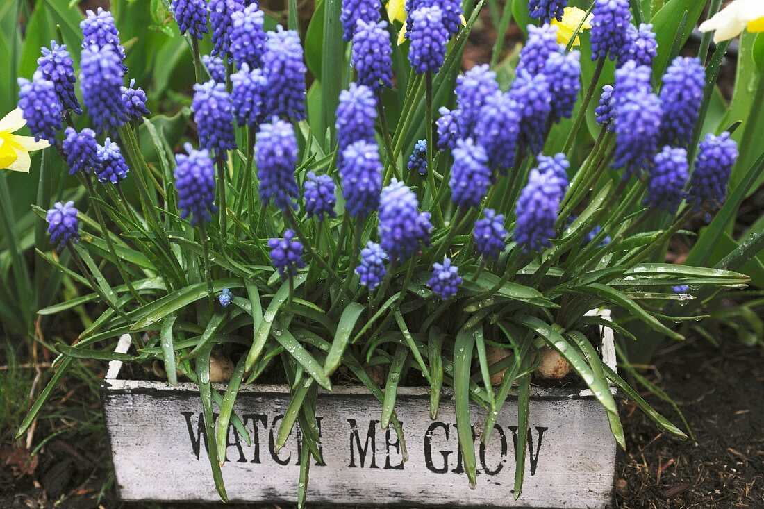 Blooming grape hyacinths