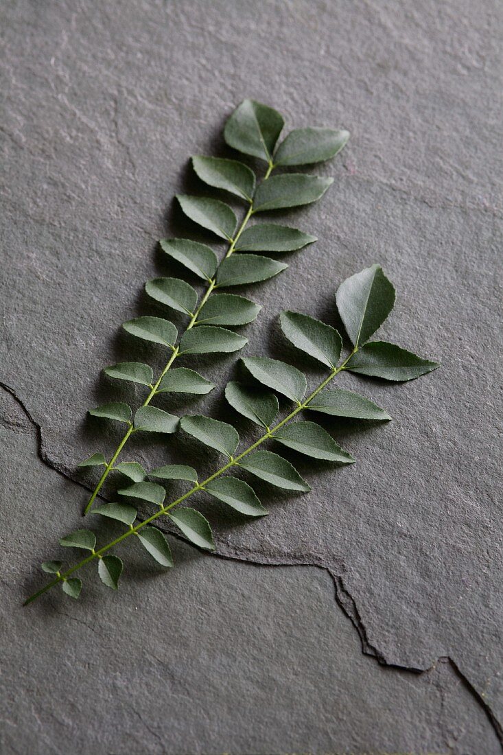 Fresh curry leaves