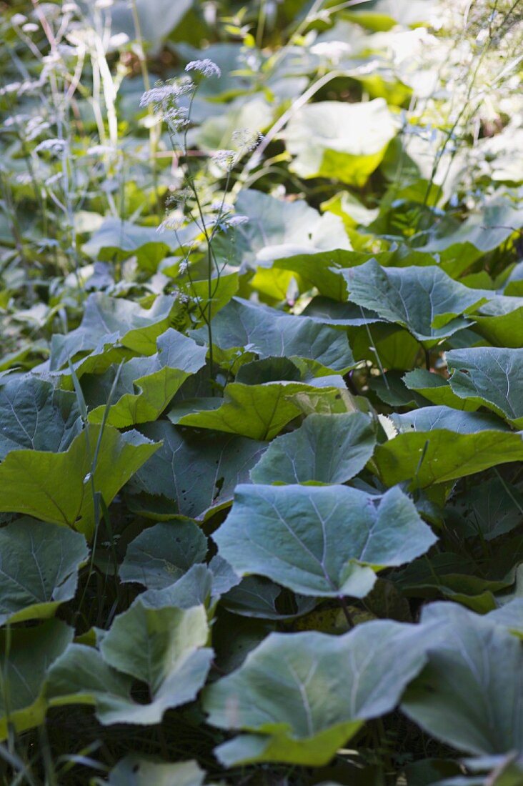 Bitterroot in a garden