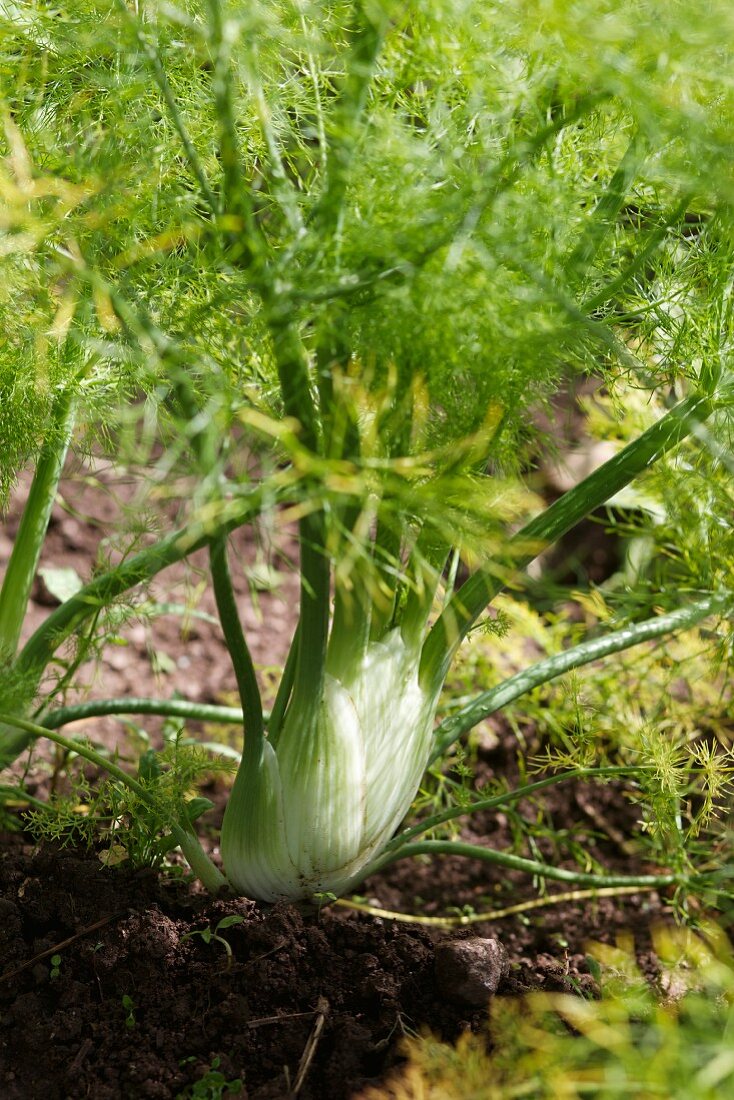 Fennel in a field