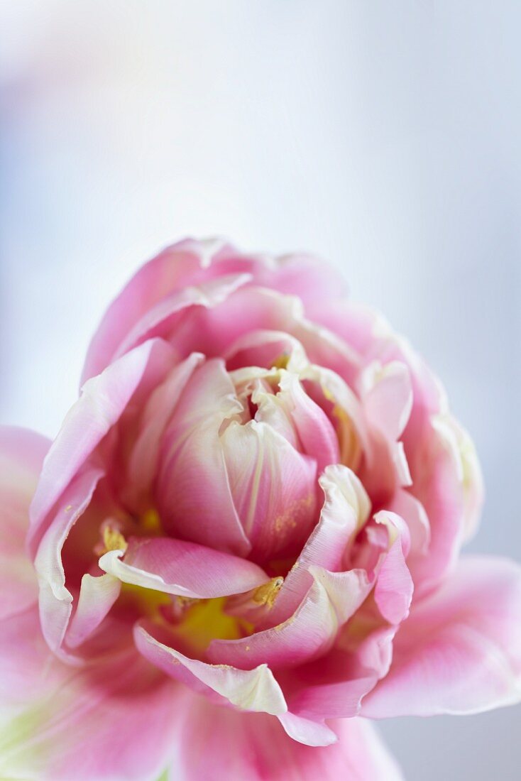 Pink tulip (close-up)