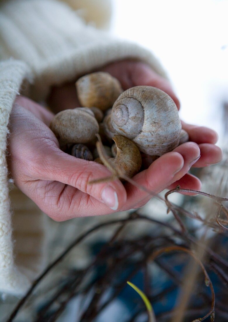 Hands holding empty snail shells