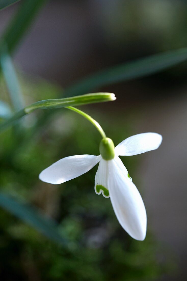 Schneeglöckchenblüte