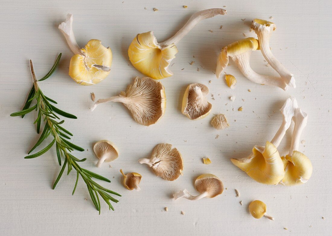 Golden Oyster Mushrooms On a White Wooden Board with Rosemary