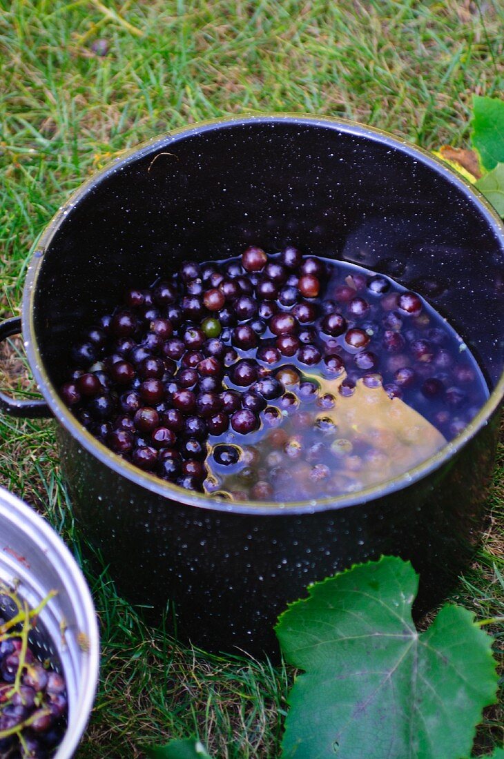 Concord grapes in a large pot of water