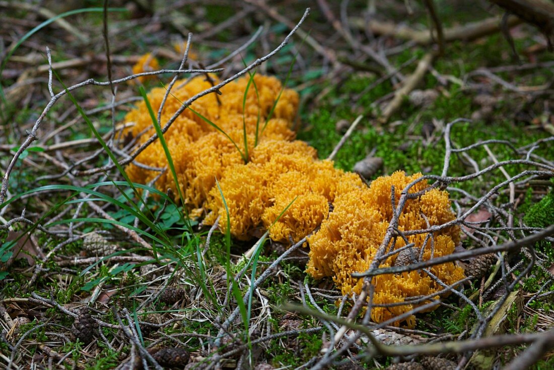 Cauliflower mushroom on the forest floor