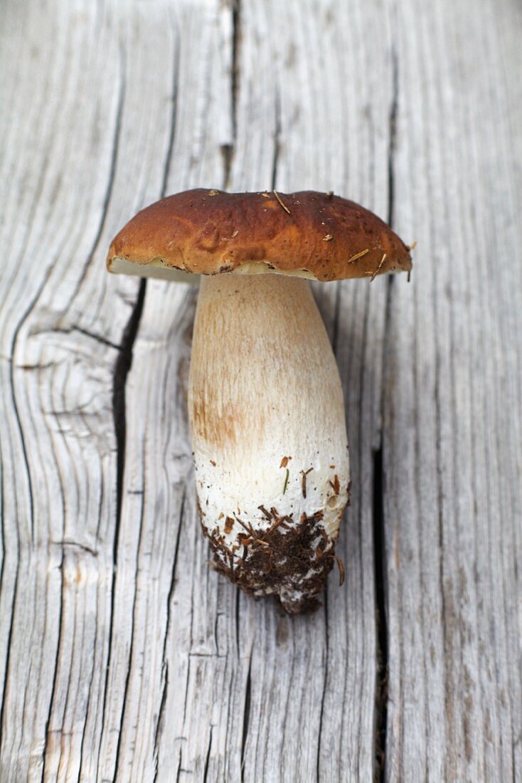 A fresh porccini mushroom on a wooden surface