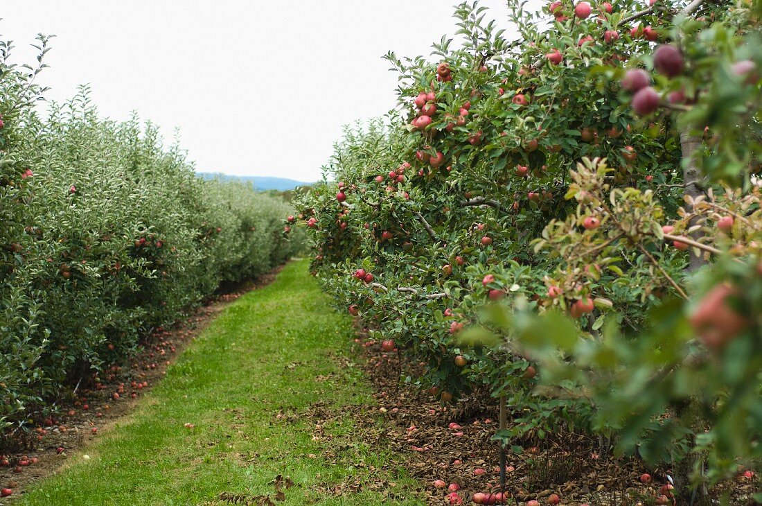 A Grass Isle in an Apple Orchard with apple Trees Full of Ripe Apples
