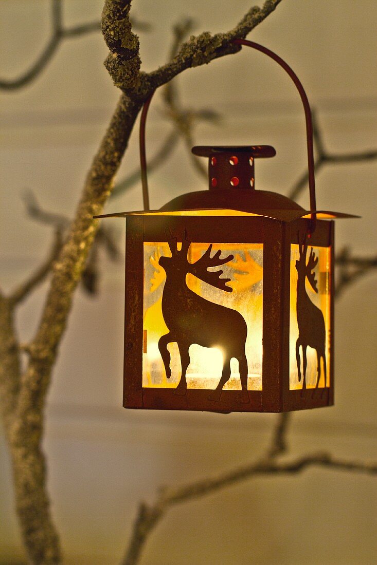 Lit lantern hanging on tree