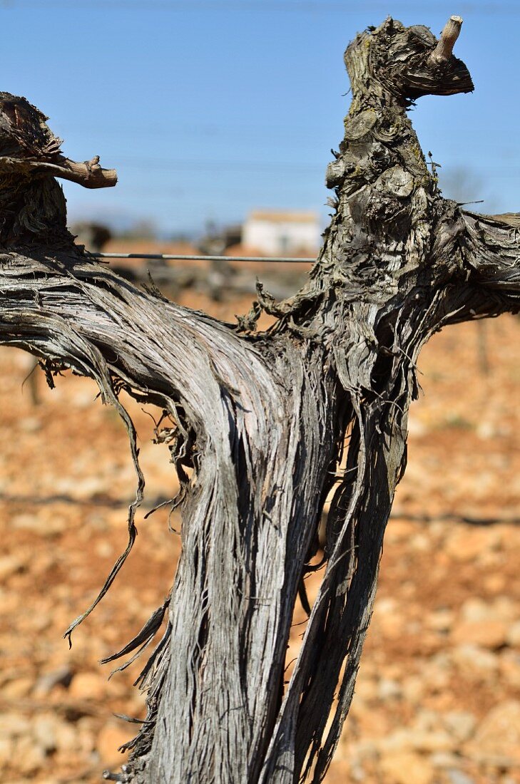 A vine in Sencelles (Majorca)