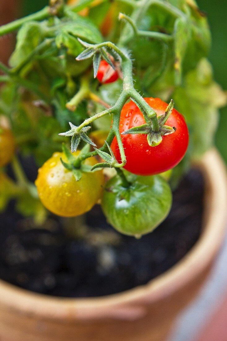 A cherry tomato plant in a flower pot