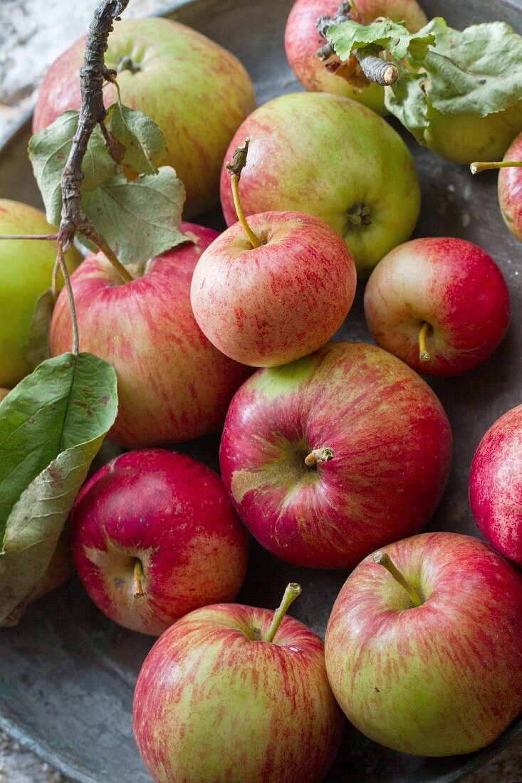 Frische Äpfel mit Zweig und Blättern