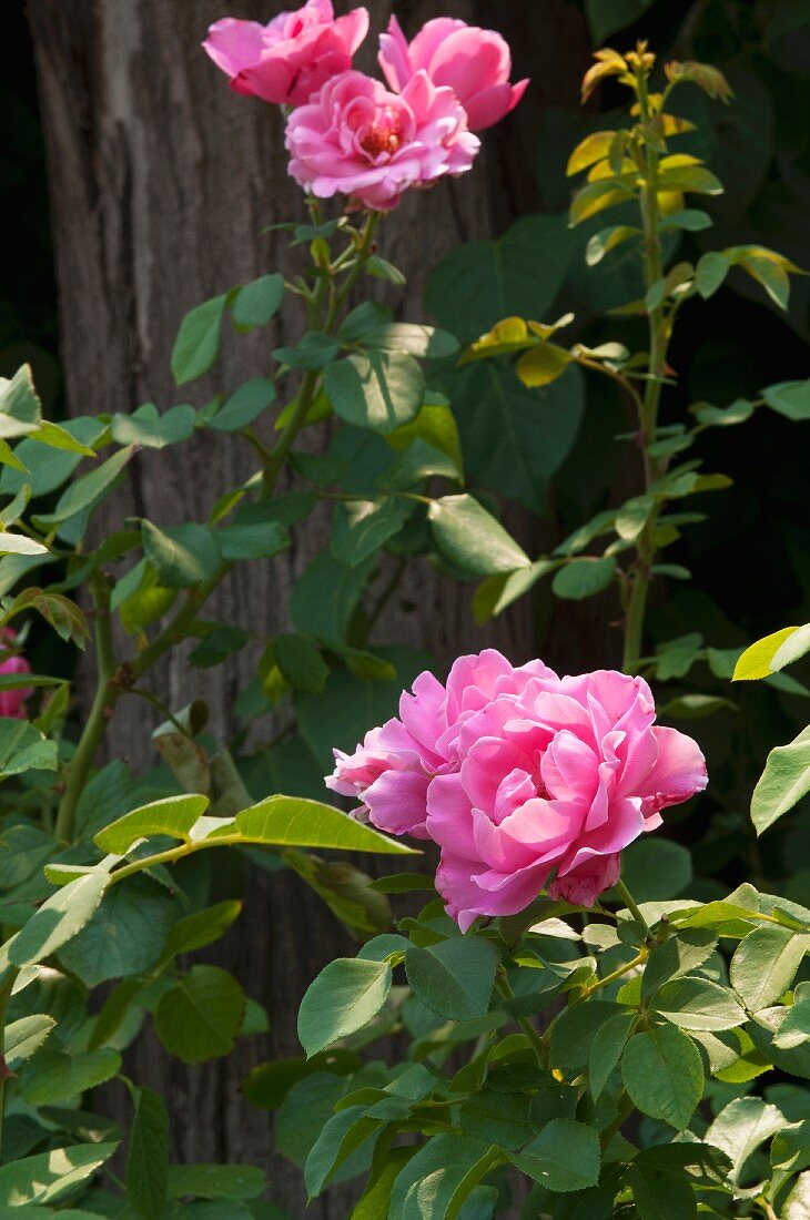 Pinkfarbene Rosen im Garten
