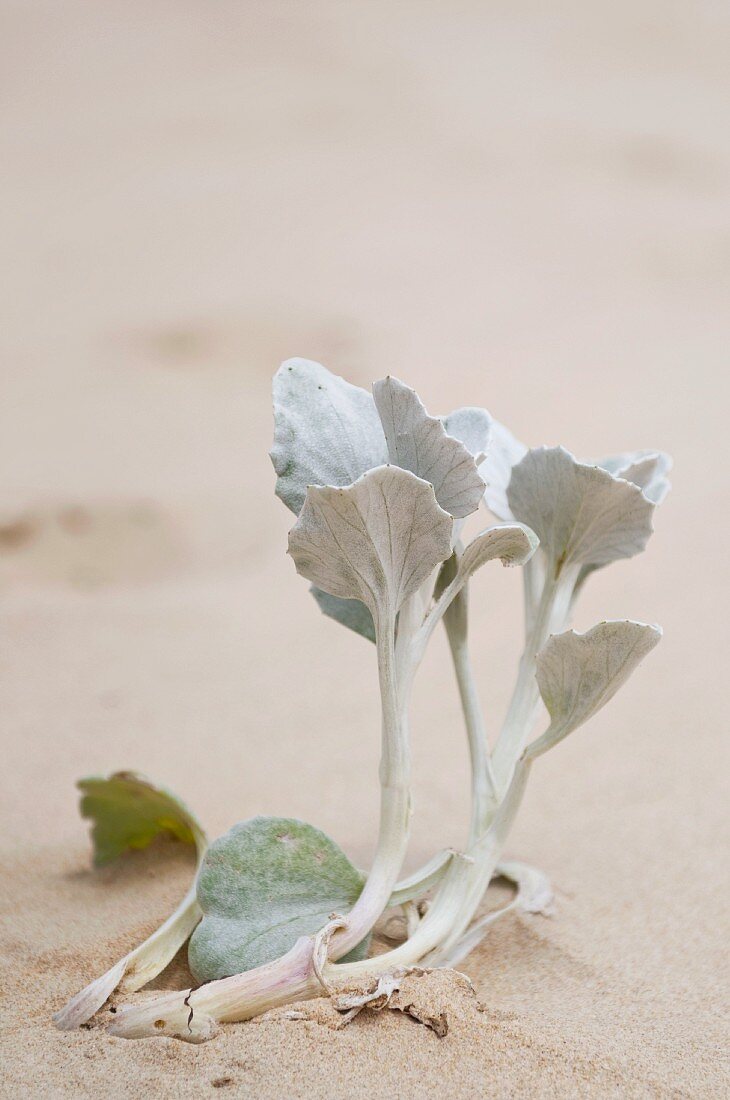 Plant growing in sand