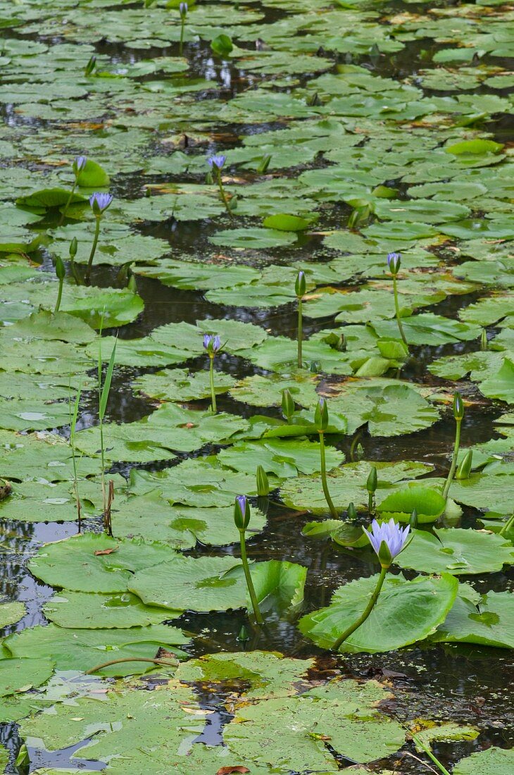 Blühende Seerosen im Teich