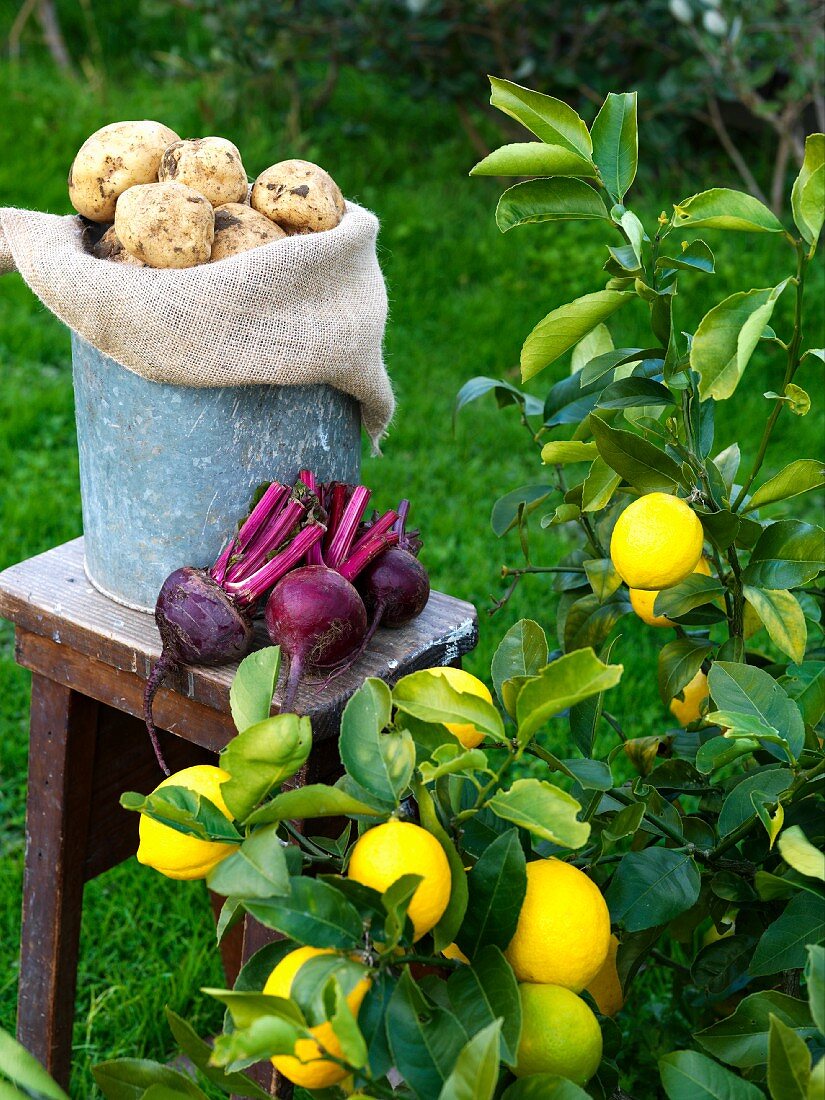 Potatoes, beetroot and a lemon tree in a garden