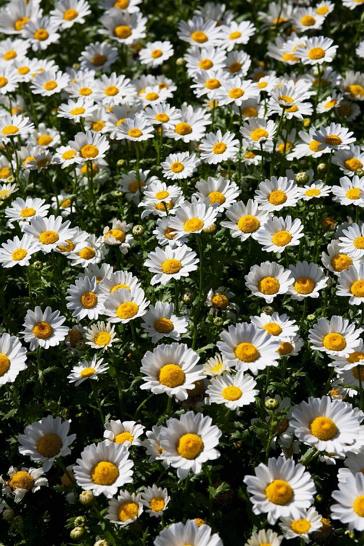 Margeriten im Garten (bildfüllend)