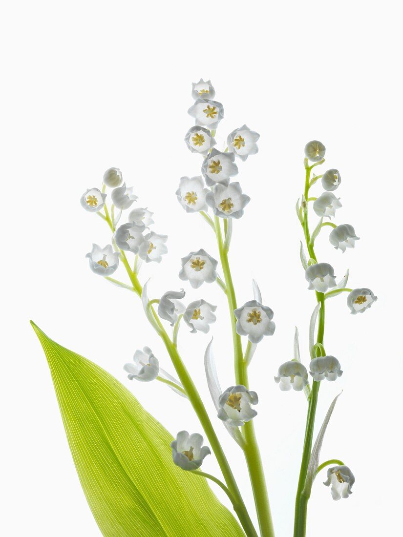 Flowering sprigs and leaf of lily of the valley