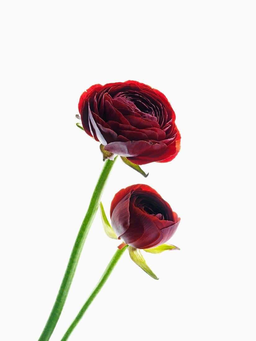 Dark red ranunculus